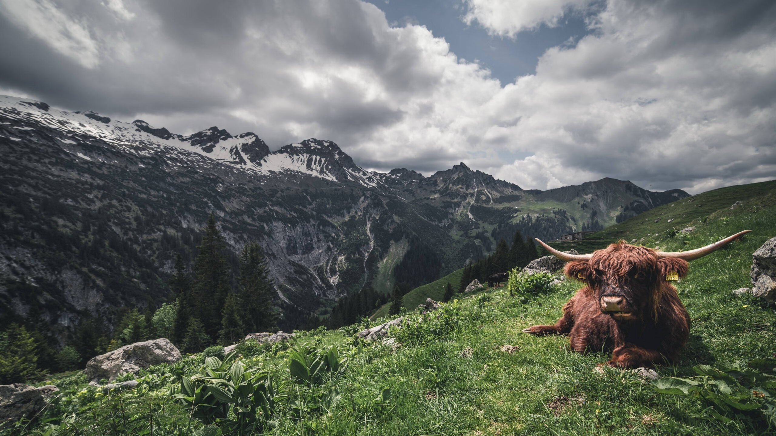 爱游戏综合娱乐-WRC首秀车手：新面孔如何挑战传统强手？，wrc哪个车队最厉害
