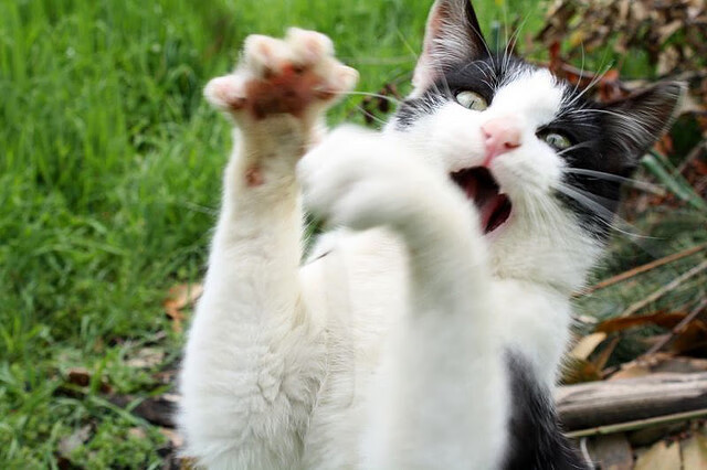 传统对决：经典球队之间的历史战役回顾，传统对决下载