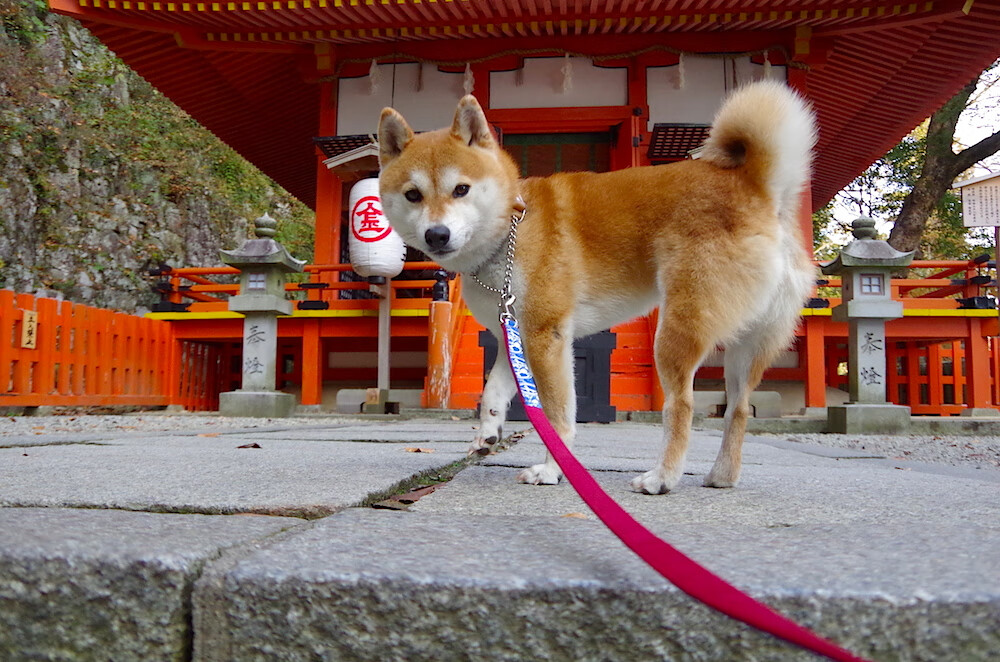 巴萨控球战术：持续打磨，逐渐蚕食对手防线，巴萨传控