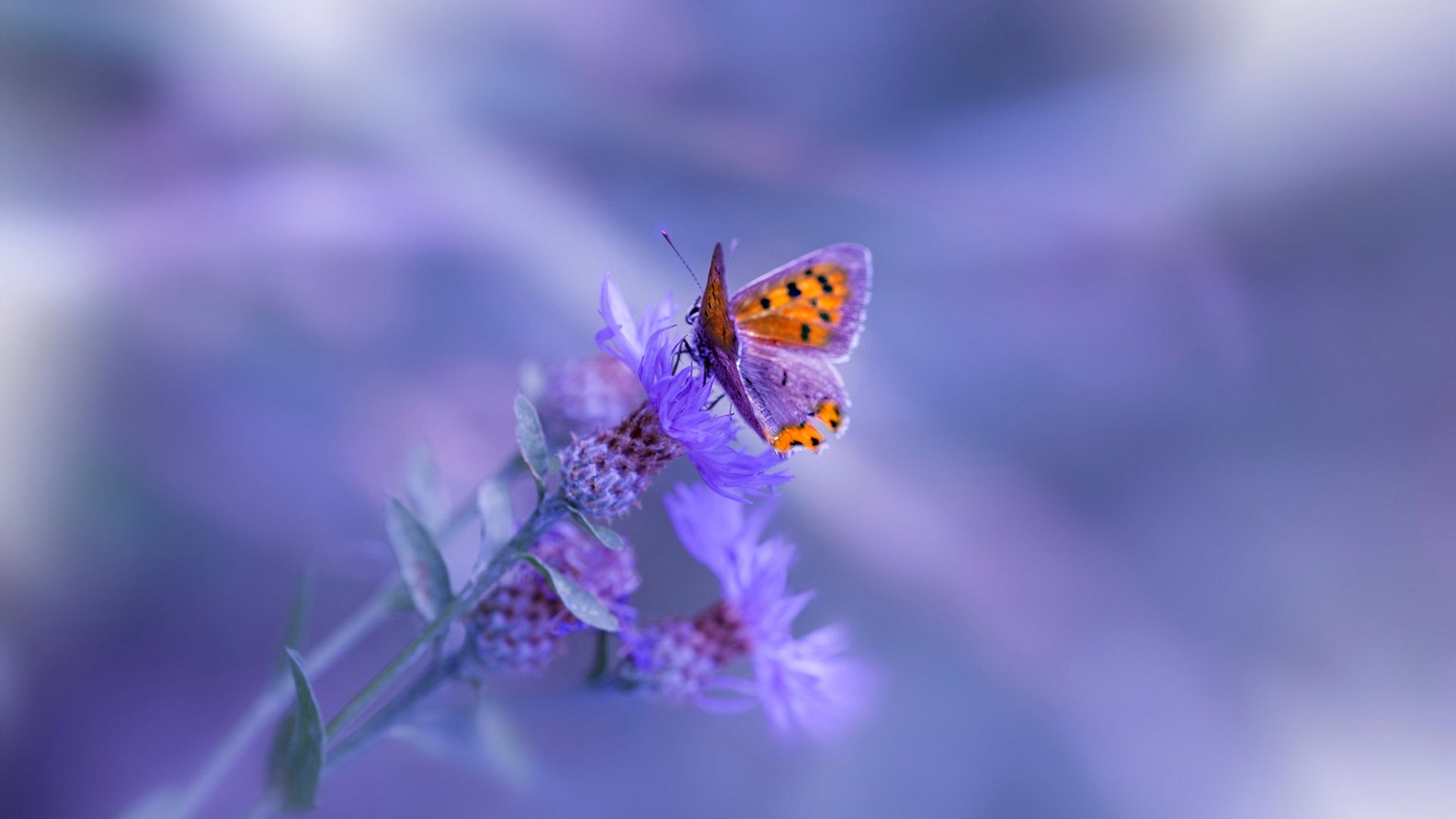 爱游戏官网-意甲：米兰双雄继续追赶领头球队，积分差距缩小到5分，米兰意甲夺冠阵容