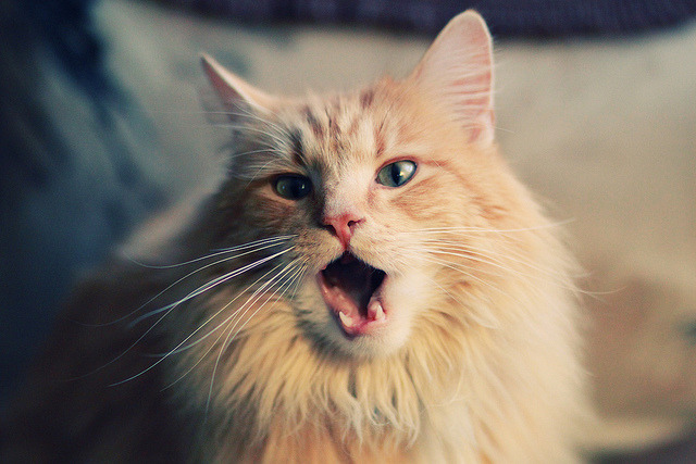 AYX GAMING-轮滑锦标赛：青春动感掀起速度狂潮，轮滑集锦