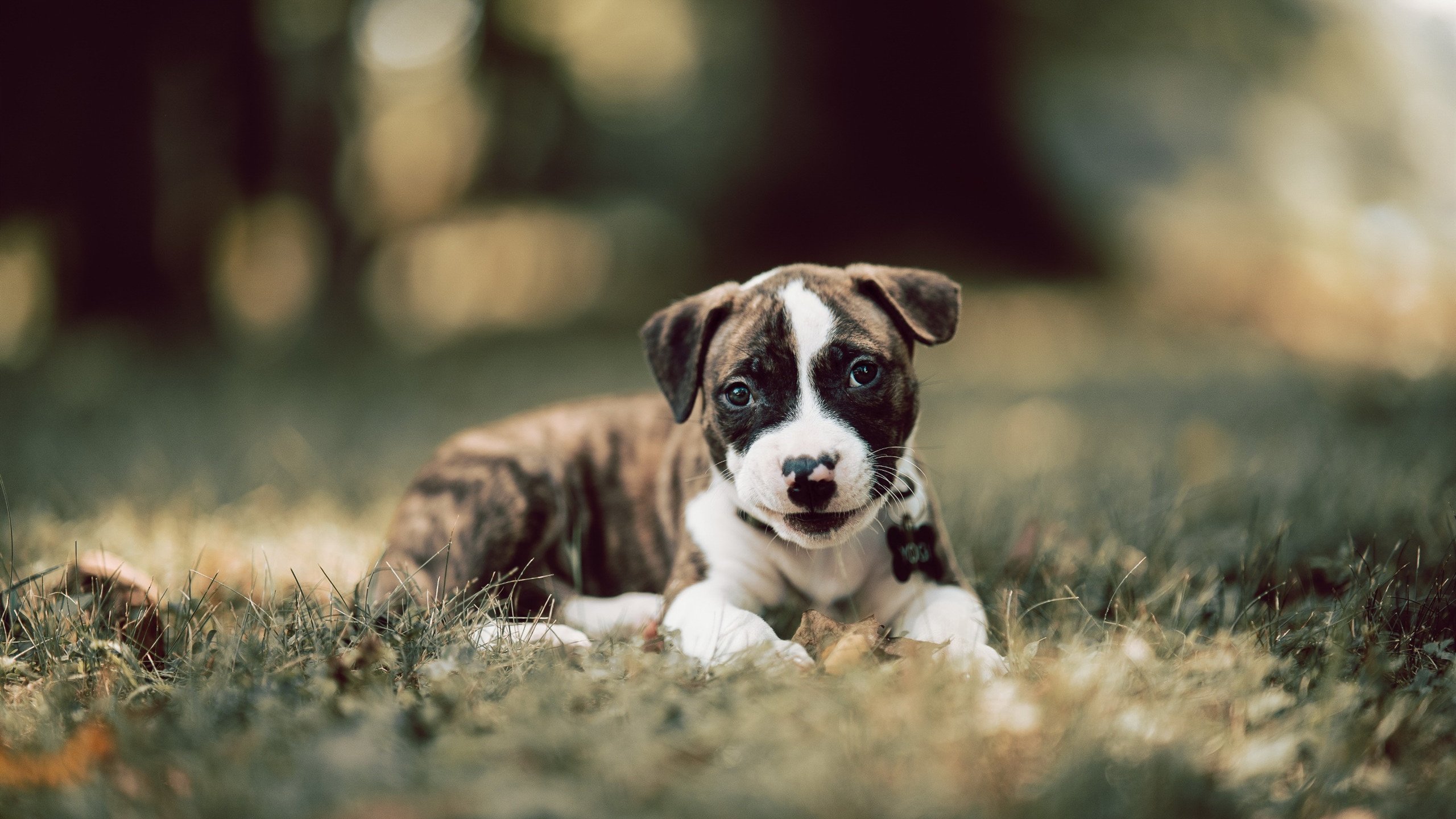 爱游戏娱乐平台-青少年足球培训项目实现线上线下融合，扩大培训覆盖面，青少年足球培训班收费标准