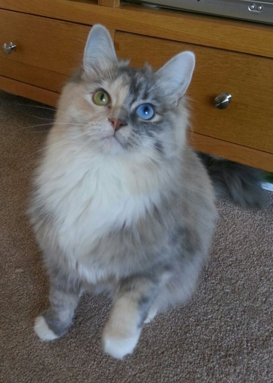 LPL夏季赛前瞻:各大强队备战状态分析,lpl夏季赛各大战队名单