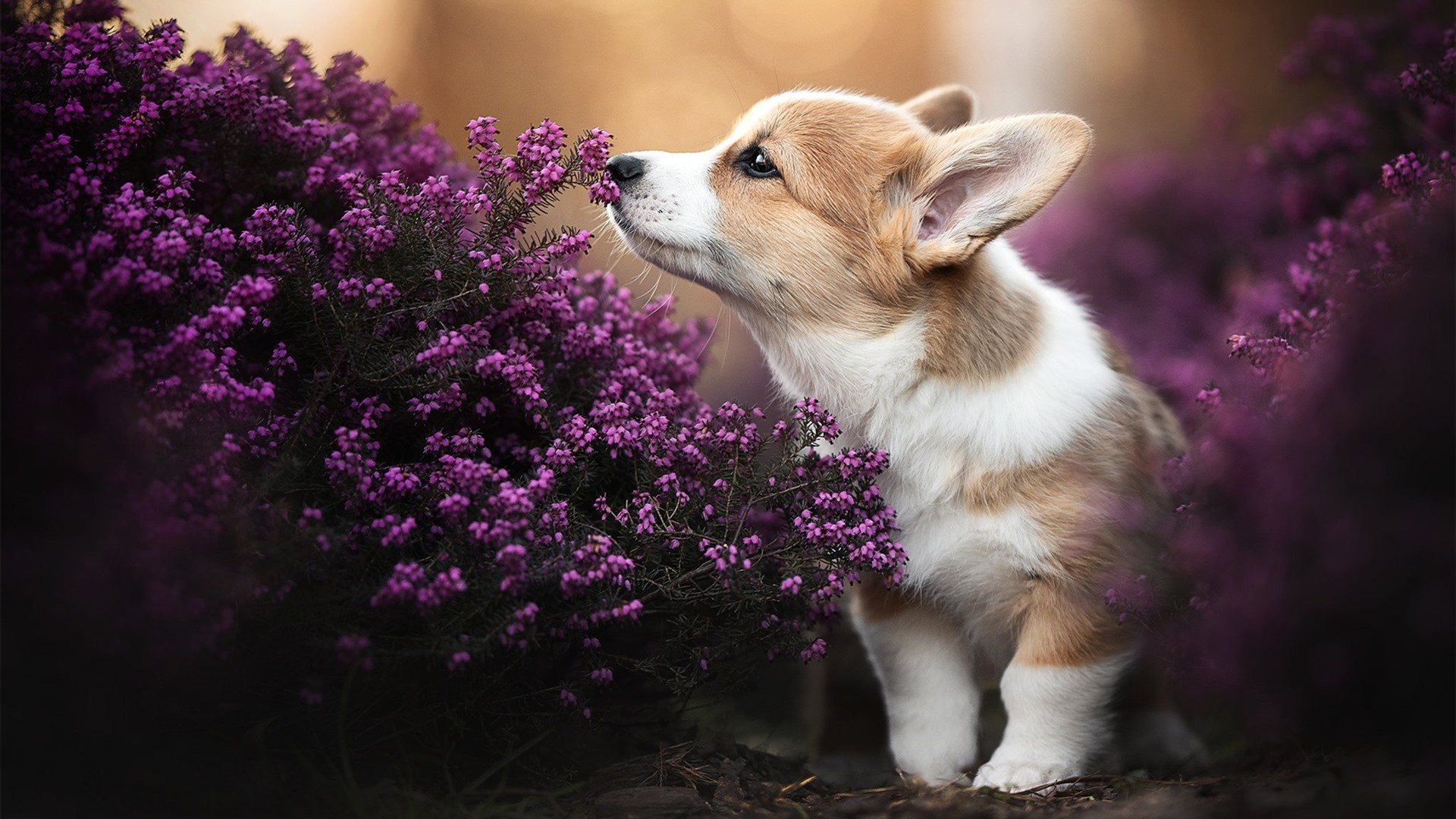 AYX GAMING-NBA总决赛下轮即将开战，激烈角逐令人期待，nba总决赛消息