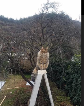 爱游戏体育平台-千叶喷射机球迷支持热烈，千叶喷射机球迷支持热烈飞行吗