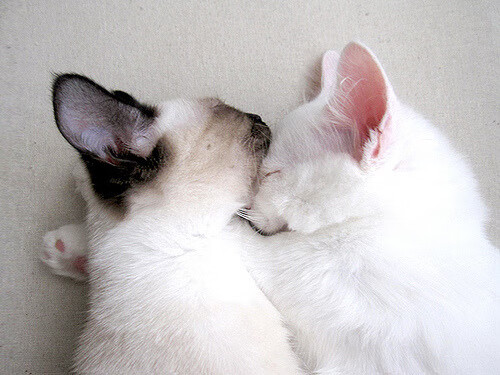 AYX GAME-南特主场大胜东尼，取得三分稳定排名提升信心，南特对里昂的比分预测