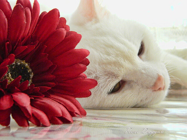 女王公园巡游者是否具备冲超潜力，女王公园巡游者俱乐部