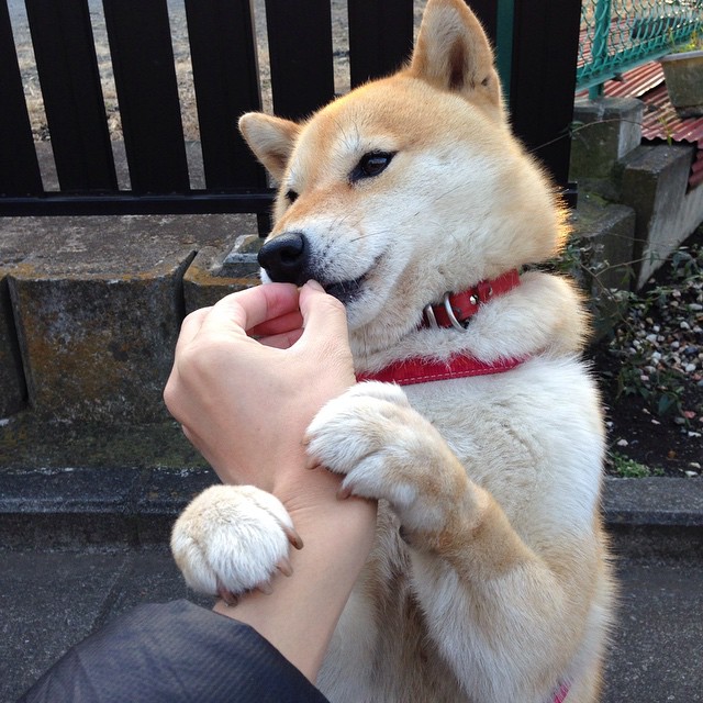 布莱顿进攻端多点开花，海鸥军团欲再创佳绩，布莱顿靠近什么海