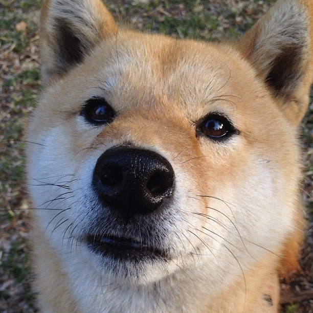 摩纳哥中后卫发挥出色,成为防线重要一员,摩纳哥队有摩纳哥人吗