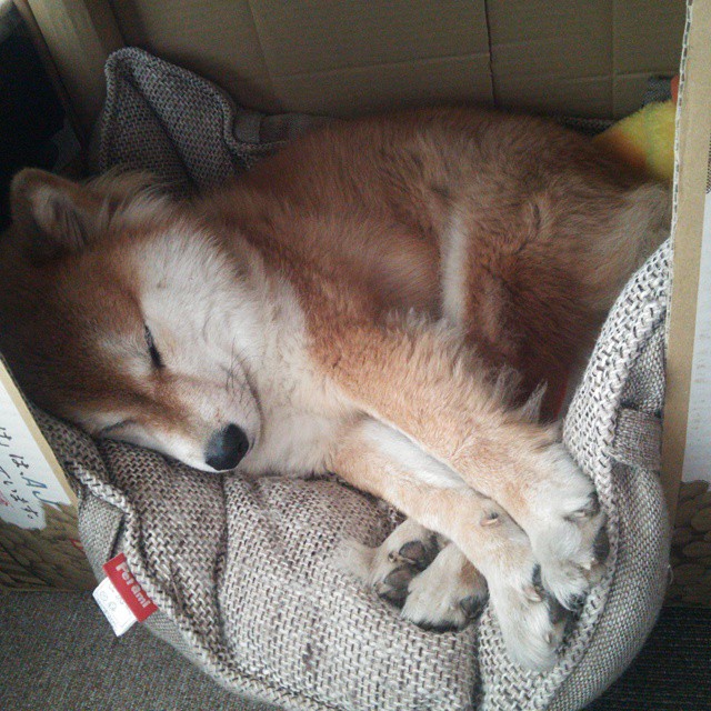 爱游戏综合娱乐-火箭替补贡献亮眼赢得关键胜利，火箭替补控卫