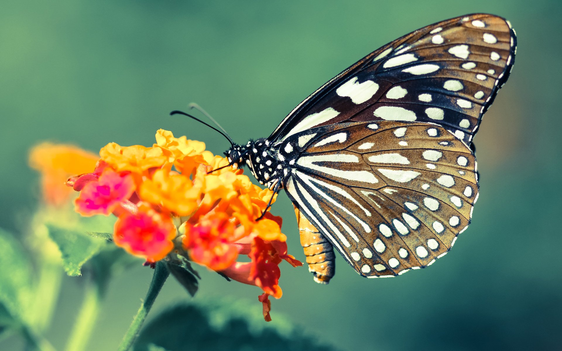 纽卡斯尔联主场击败布莱顿保级前景良好，纽卡斯尔联战绩