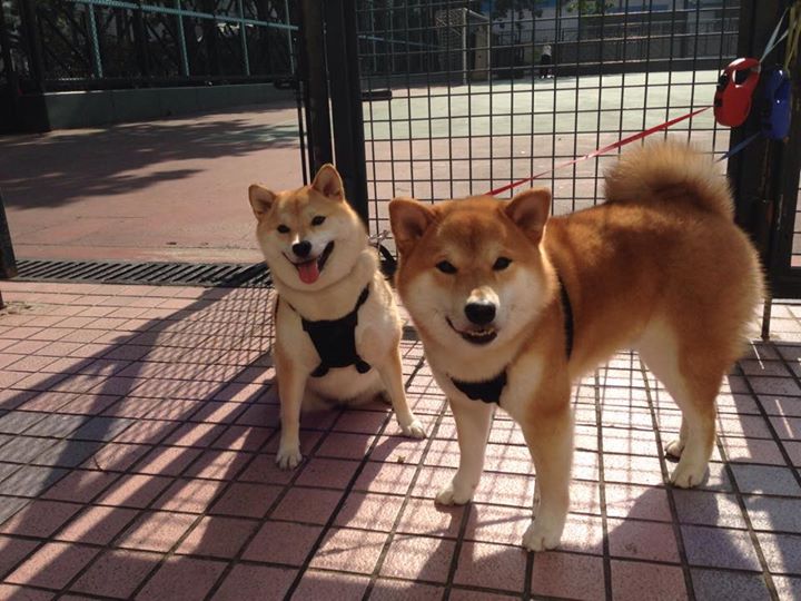 阿根廷战胜委内瑞拉，历史性进军美洲杯决赛，阿根廷晋级美洲杯决赛