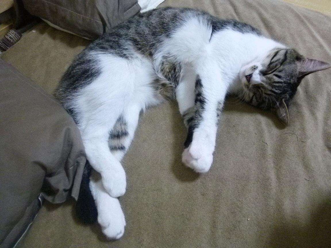 中国足球控球推进距离统计,最实用的足球控球技术视频