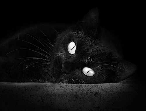 女子接力四人四风格 闪耀泳池,女子接力4乘100米视频游泳