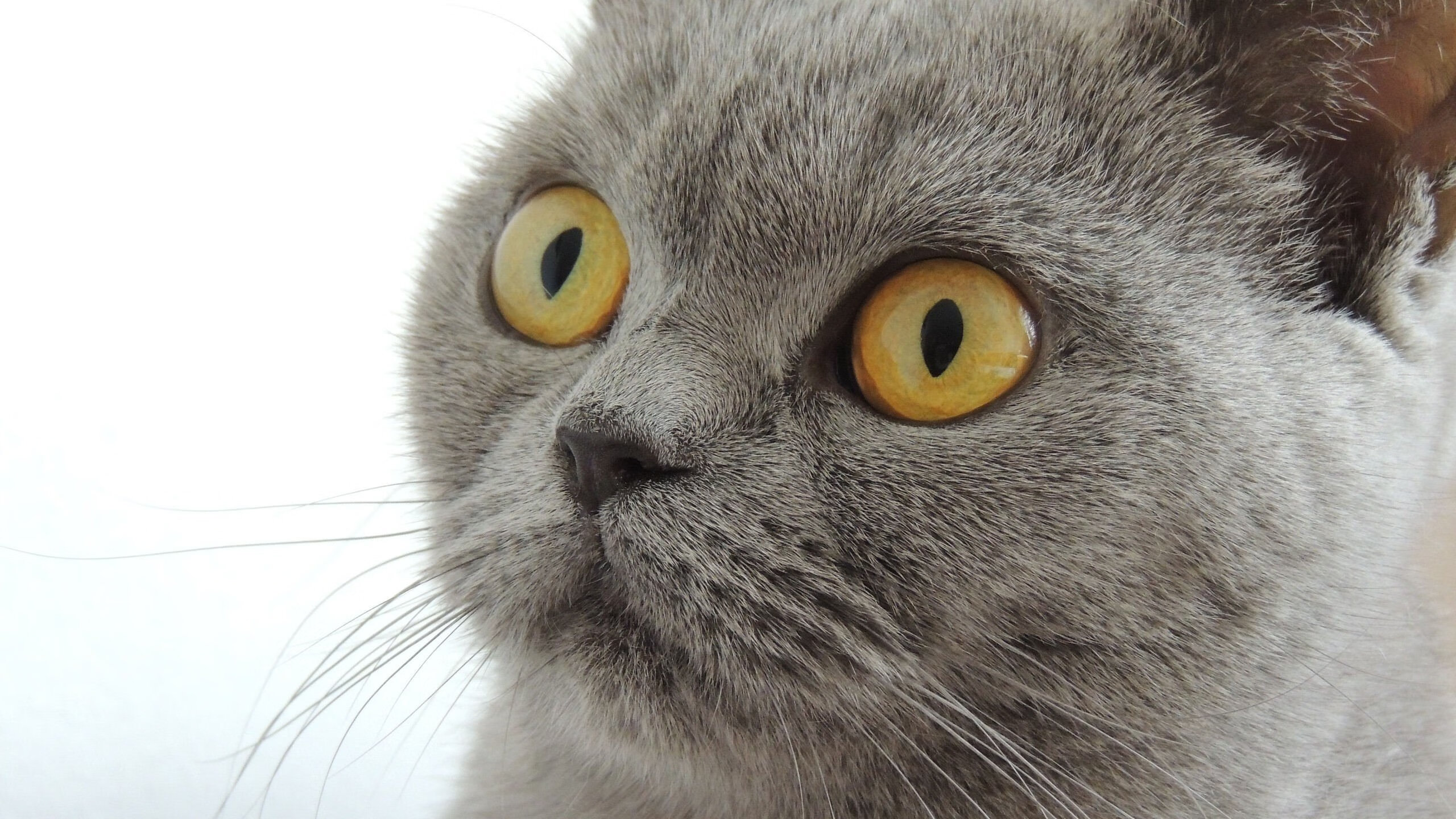 爱游戏-澳大利亚队在国际乒联混合团体世界杯的表现分析：意外惊喜，澳大利亚 乒乓球 lay