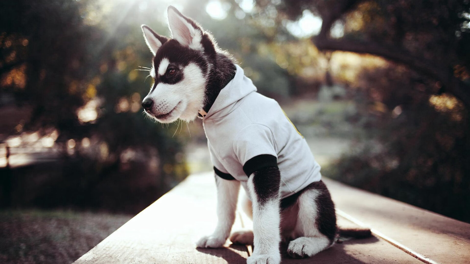 爱游戏娱乐-德甲策略朱门：变化无常，精彩纷呈！