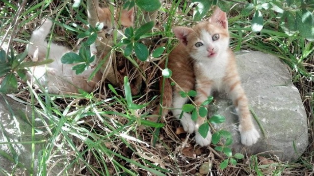 爱游戏下载-焦点战术调整引发讨论，焦点战术调整引发讨论的问题