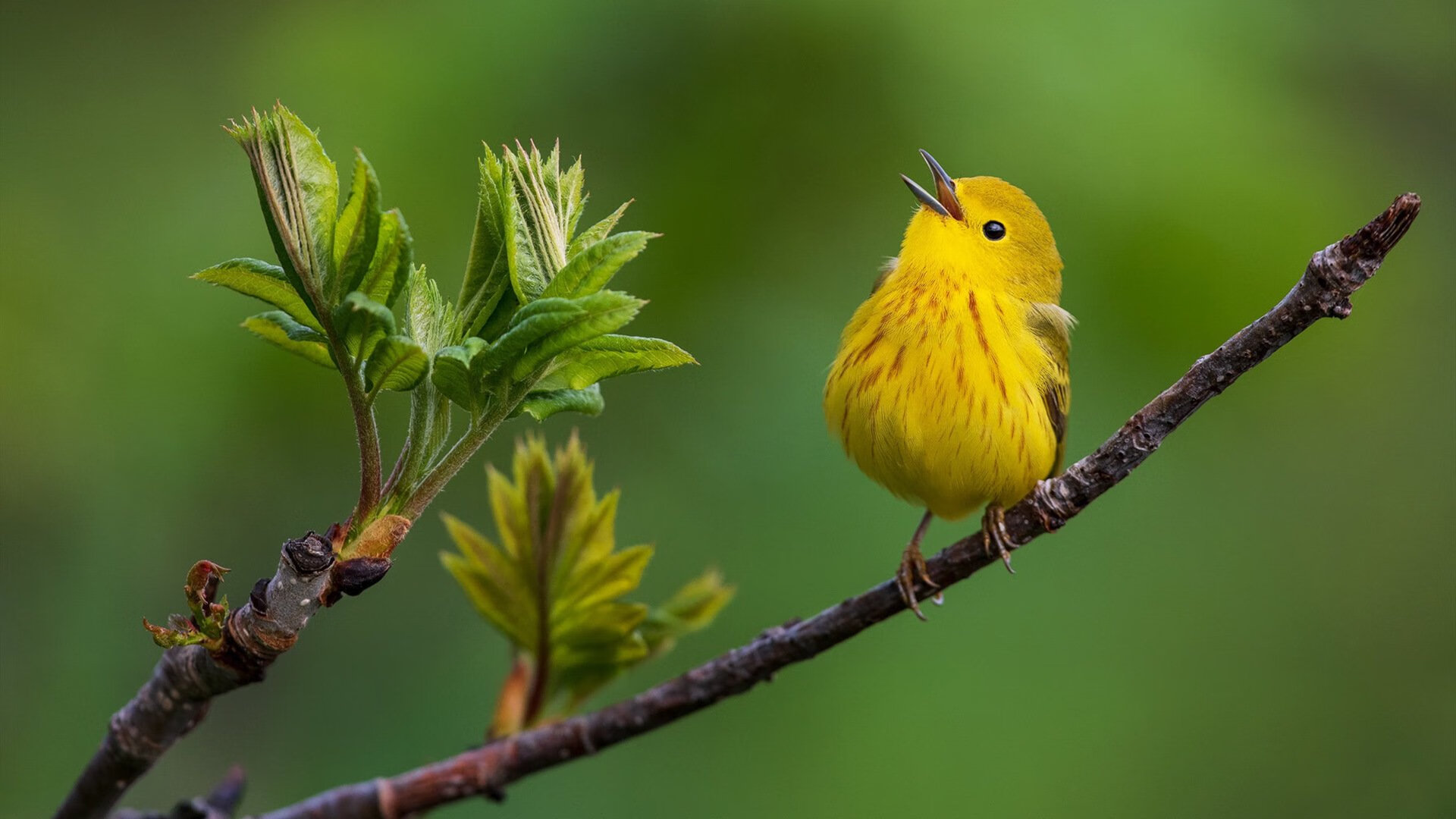 爱游戏娱乐平台-特斯·冯·迪克：高效的传球精准度，提升南非队进攻效率，冯 斯特拉克