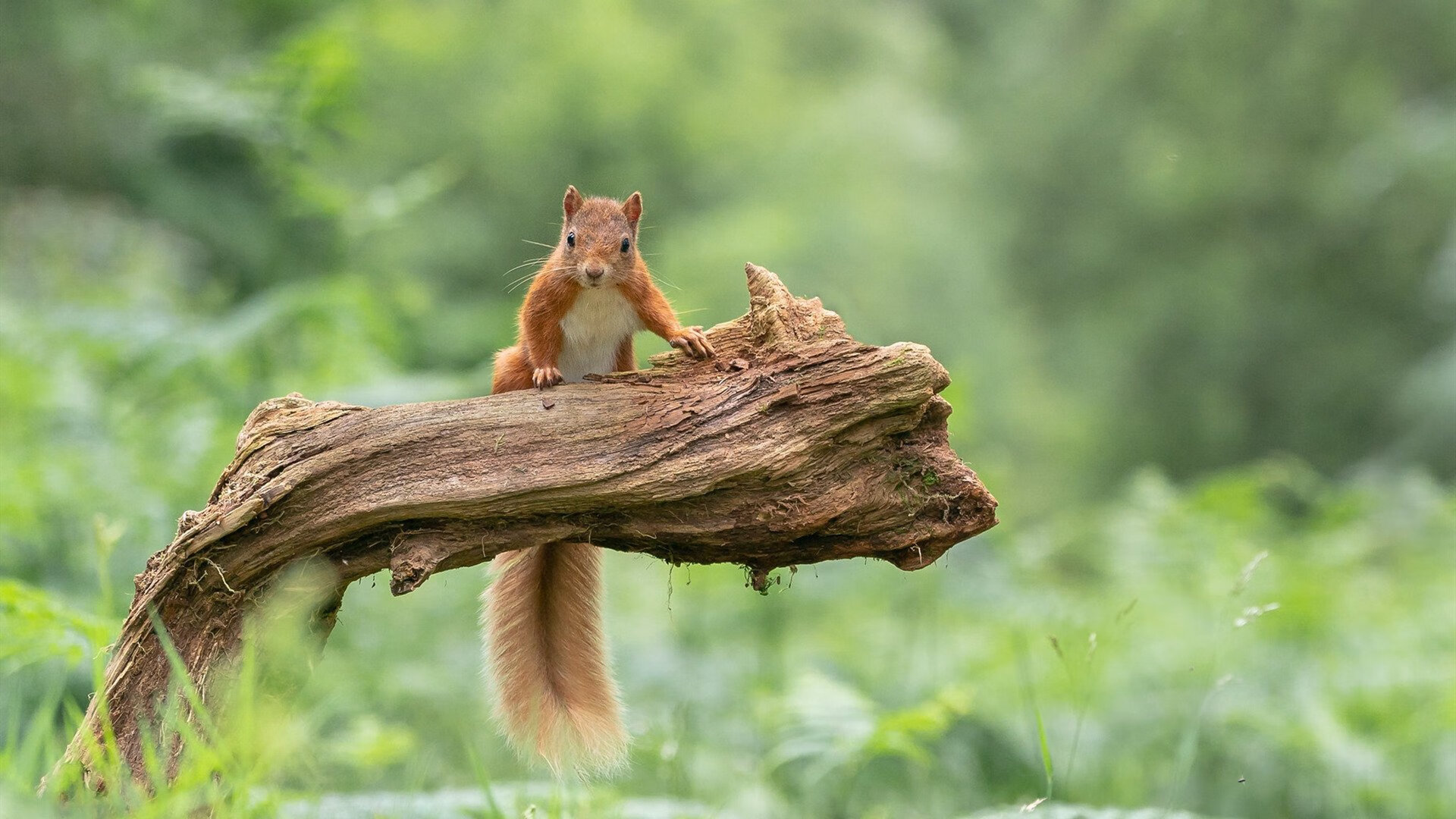 AYX GAME-米切尔将继续提升投篮选择减少出手犹豫，米切尔投篮教学