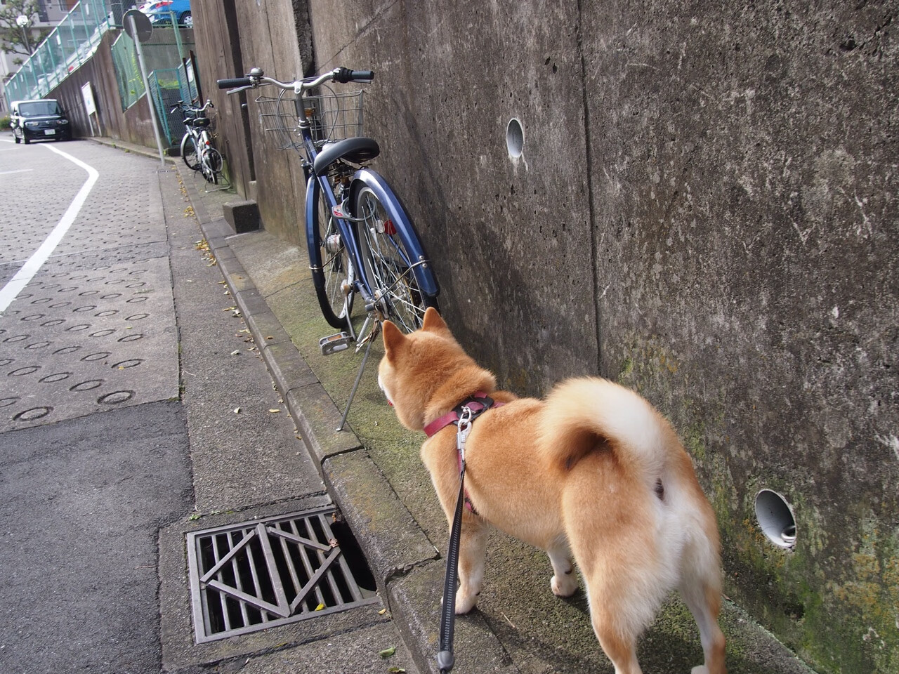 AYX体育-阿根廷美洲雄鹰队挑战南非与新西兰，期待更多精彩表现，阿根廷外号雄鹰