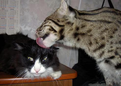 阿根廷美洲雄鹰队挑战南非与新西兰，期待更多精彩表现，阿根廷外号雄鹰